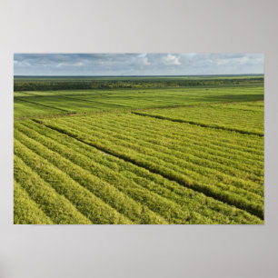 Poster Les plantations de canne à sucre, Guyana