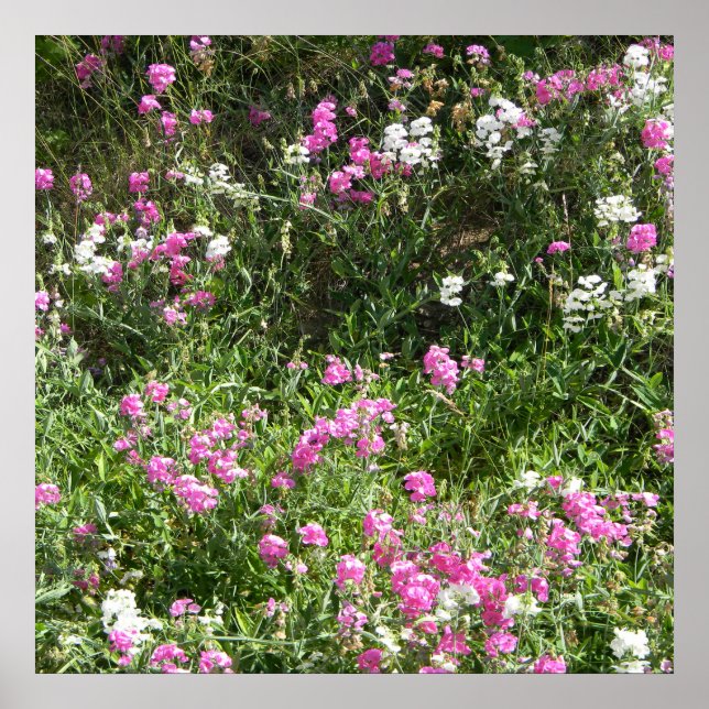 Poster Les pois doux au printemps... (Devant)
