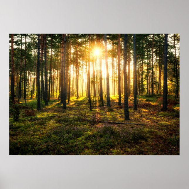 Poster Les poutres du soleil brille dans la pinède (Devant)