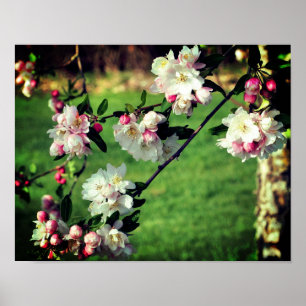 Poster Les Premières Fleurs Rose Et Blanc Du Printemps