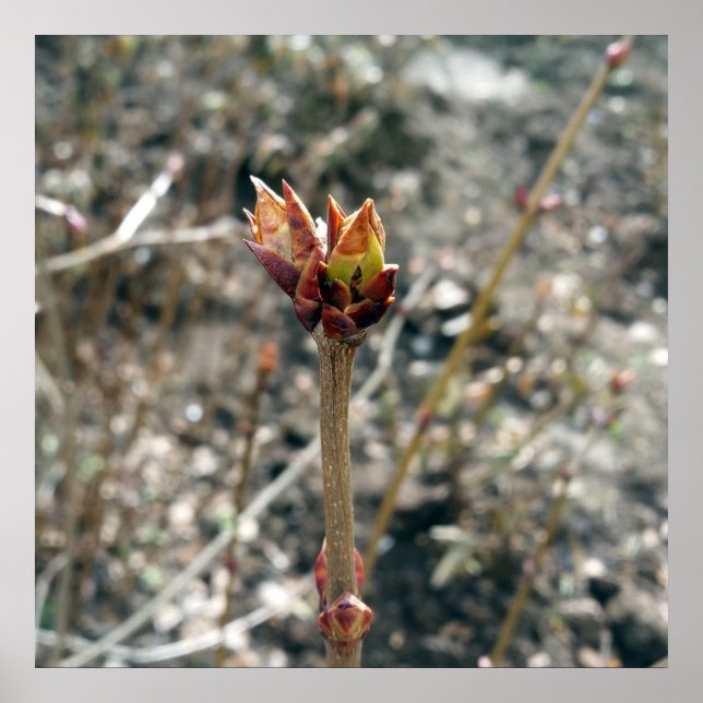 Poster Les premiers bourgeons (Devant)