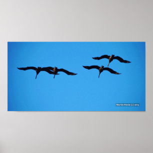 Poster Les quatre pélicans