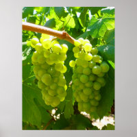 Les raisins verts sur la vigne