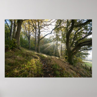 Poster Les rayons du soleil à travers les arbres