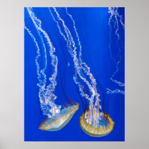 Poster Les réseaux marins