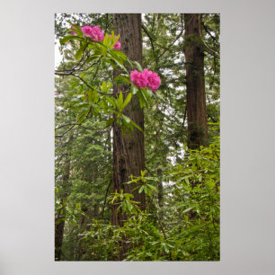Poster Les Rhododendrons fleurissent avec les séquoias cô