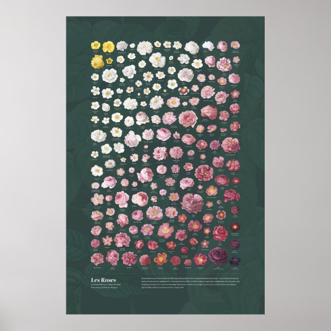 Poster Les Roses de Redouté (Devant)