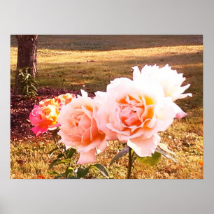 Poster LES roses ONT UNE BEAUTÉ ÉLÉGANTE