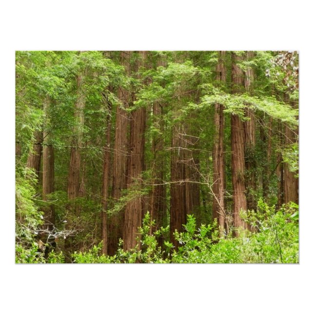 Poster Les séquoias au monument national de Muir Woods (Devant)