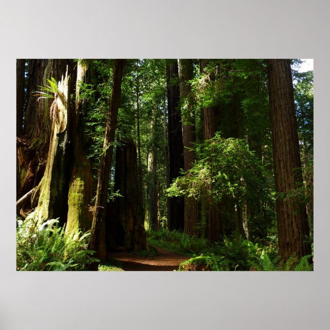 Poster Les séquoias et les fougères du parc national Redw (Devant)