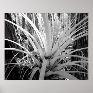 Poster Les tillandsia épiphytes sont courants en Floride,