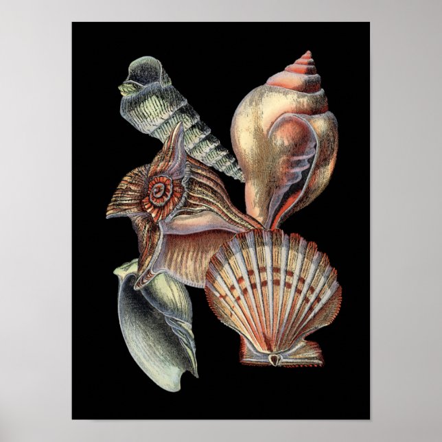 Poster Les trésors de la mer (Devant)