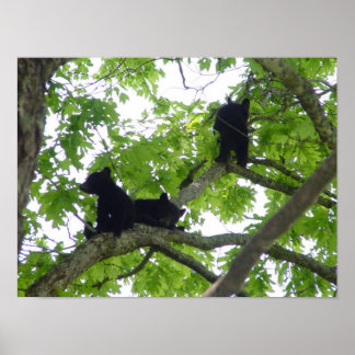 Poster Les Trois Cubs