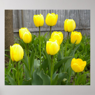 Poster Les Tulipes Jaunes
