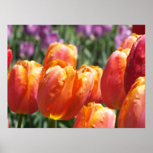 Poster Les Tulipes Orange