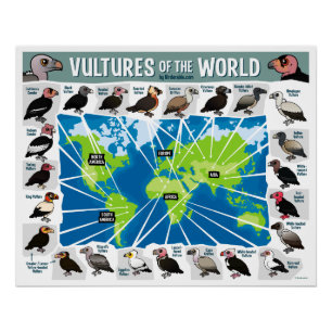 Poster Les vautours de la carte mondiale