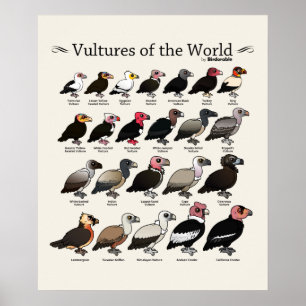 Poster Les vautours du monde par Birdorable