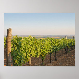 Poster Les vignobles de Tokaj, Hongrie