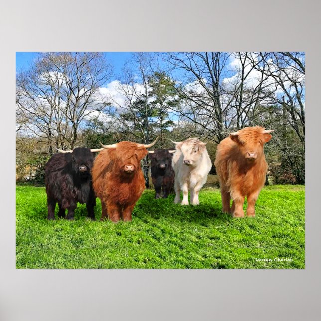 Poster "Les Woolies" (Devant)