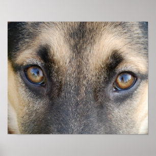 Poster Les Yeux des bergers allemands
