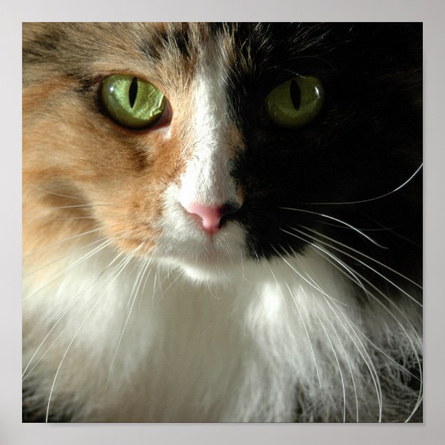 Poster Les yeux du chat (Devant)