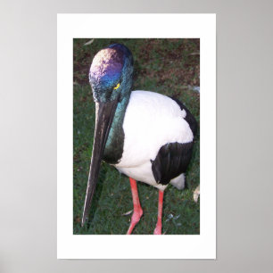Poster Les Yeux Qui Suivent La Photographie Couleur Austr