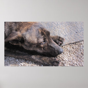 Poster L'Espoir D'Une Maison Pour Toujours