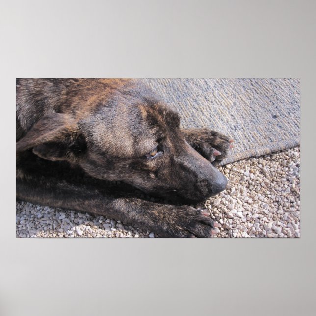 Poster L'Espoir D'Une Maison Pour Toujours (Devant)