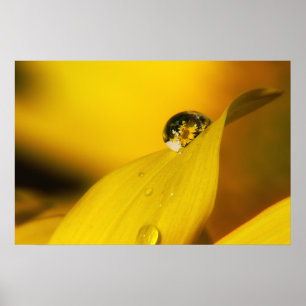 Poster L'été dans une goutte II.