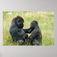 L'éternel frère Gorilla