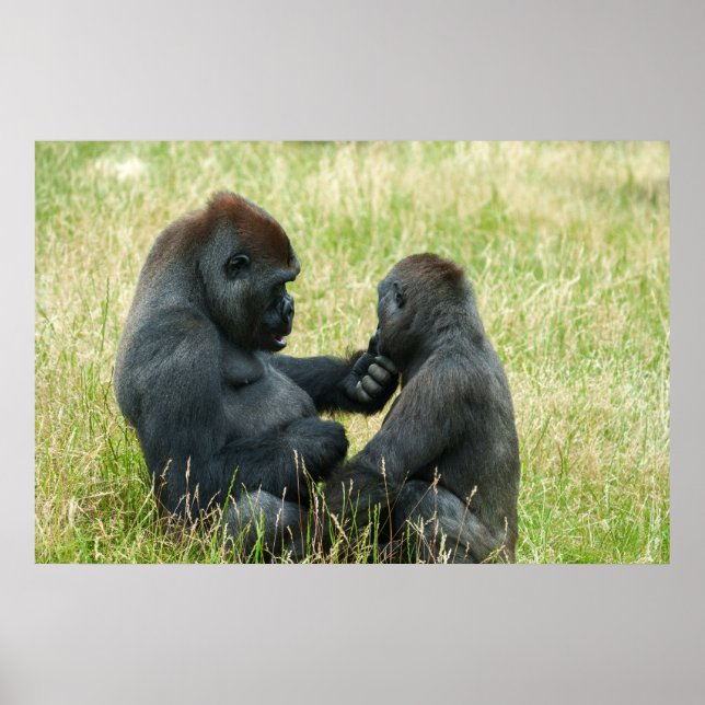 Poster L'éternel frère Gorilla (Devant)