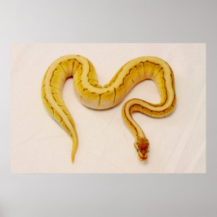 Poster LETTRE "S" Yellow Ball Python