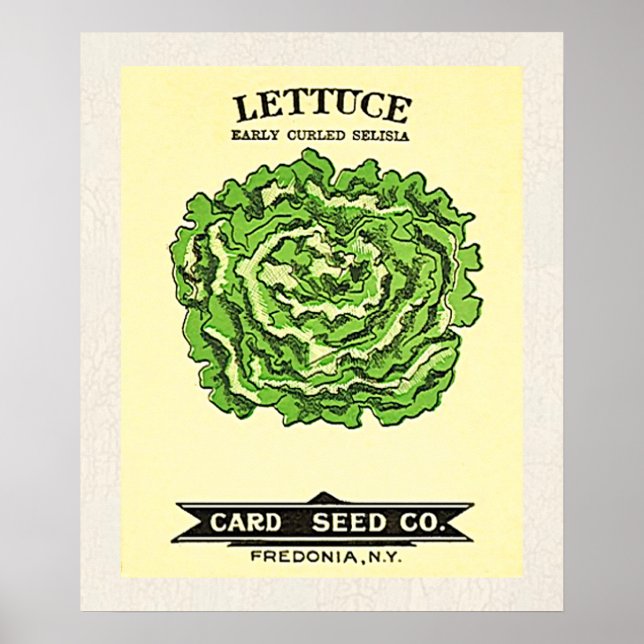 Poster Lettuce Seeds Card Seeds Company (Devant)