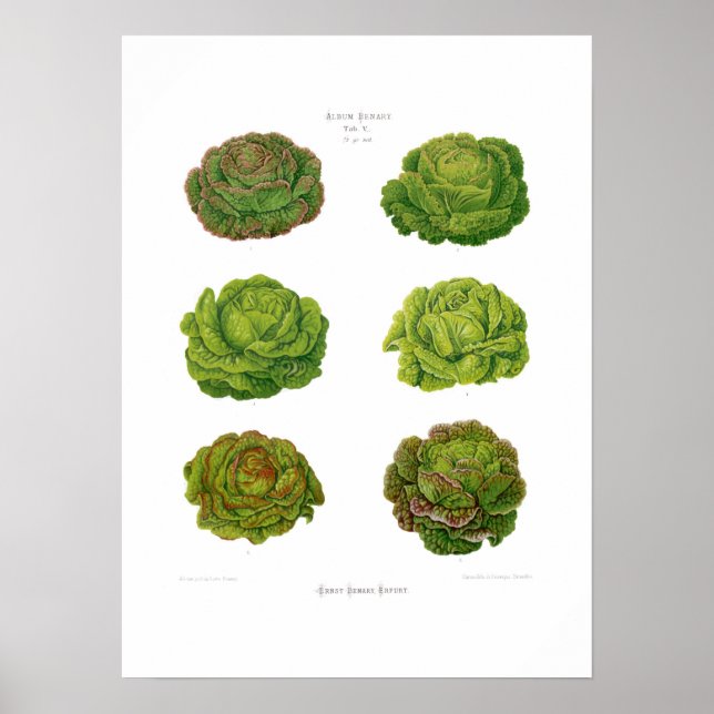 Poster Lettuces (Devant)