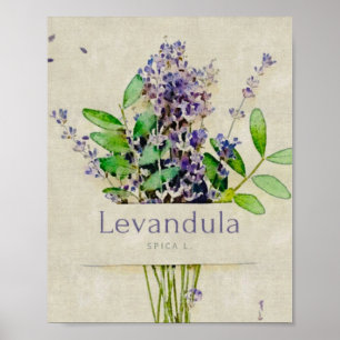 Poster Levandula spica l