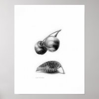 Levée