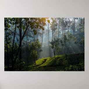 Poster Lever de soleil sur Maskeliya : Plantation de thé 