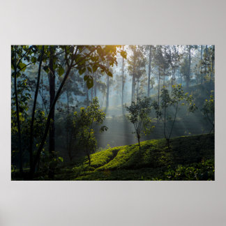 Poster Lever de soleil sur Maskeliya : Plantation de thé 
