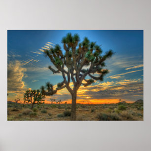 Poster Lever Du Soleil Au Parc National De Joshua Tree