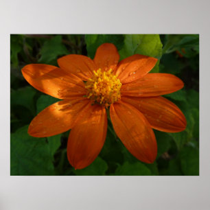 Poster Lever du soleil sur le tournesol mexicain Orange F