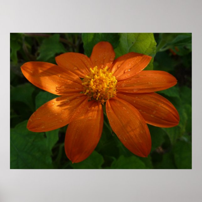 Poster Lever du soleil sur le tournesol mexicain Orange F (Devant)