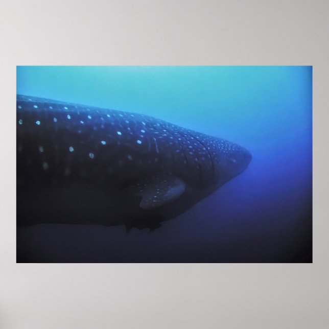 Poster Léviathan (Devant)