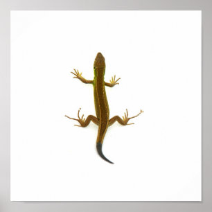 Poster lézard