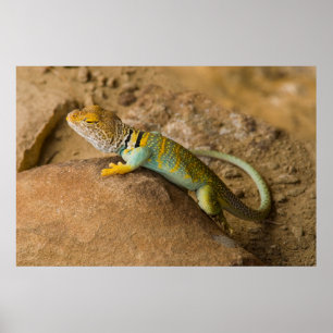 Poster Lézard à collerette