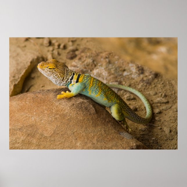 Poster Lézard à collerette (Devant)