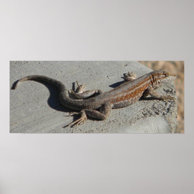 Poster lézard des dunes (Devant)