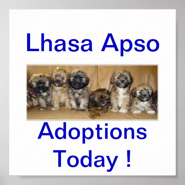 Poster Lhasa Apso Dog Adoptions Aujourd'hui Signes (Devant)