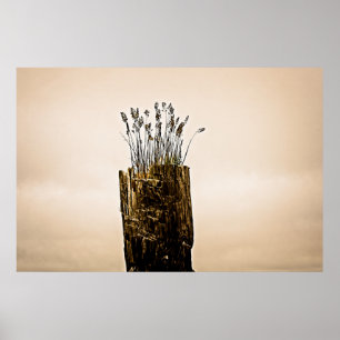 Poster l'herbe