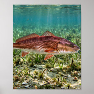 Poster L'homme de Floride Redfish Tambour Rouge Plaines d
