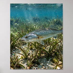 Poster L'homme de Floride Spotted Seatrout Floride Plaine